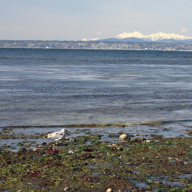 Cover Image for The State of Elliott Bay Habitat