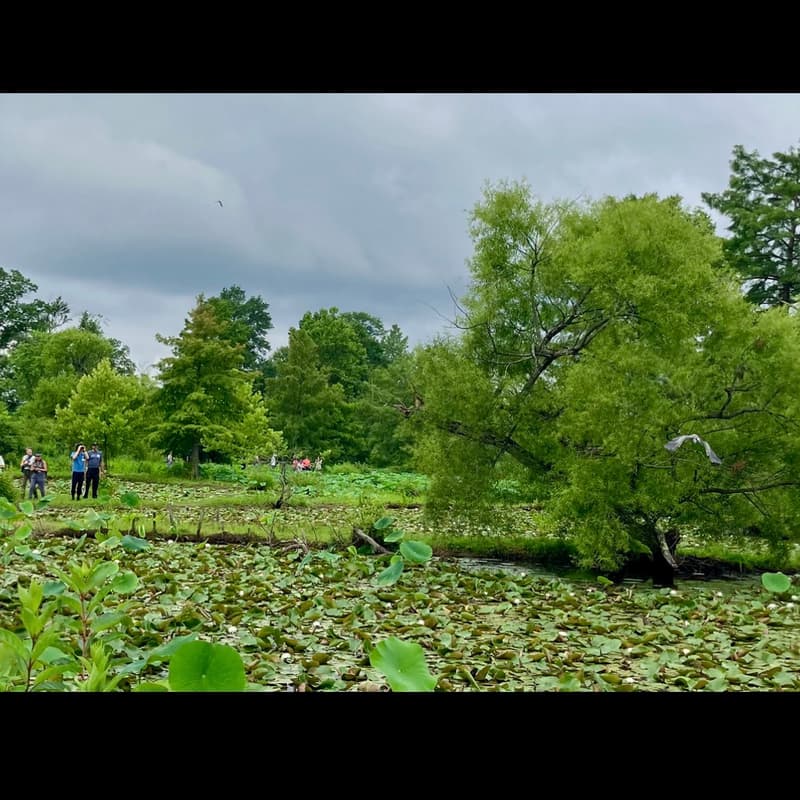 Cover Image for Birding, Wetlands, and Poetry