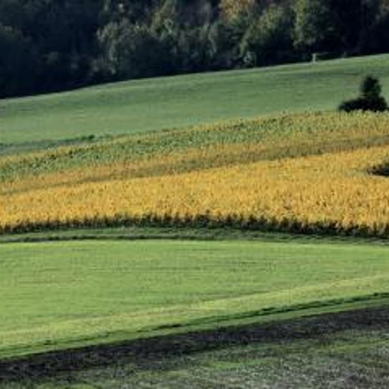 Cover Image for Winery Visit: Domaine les Hutins