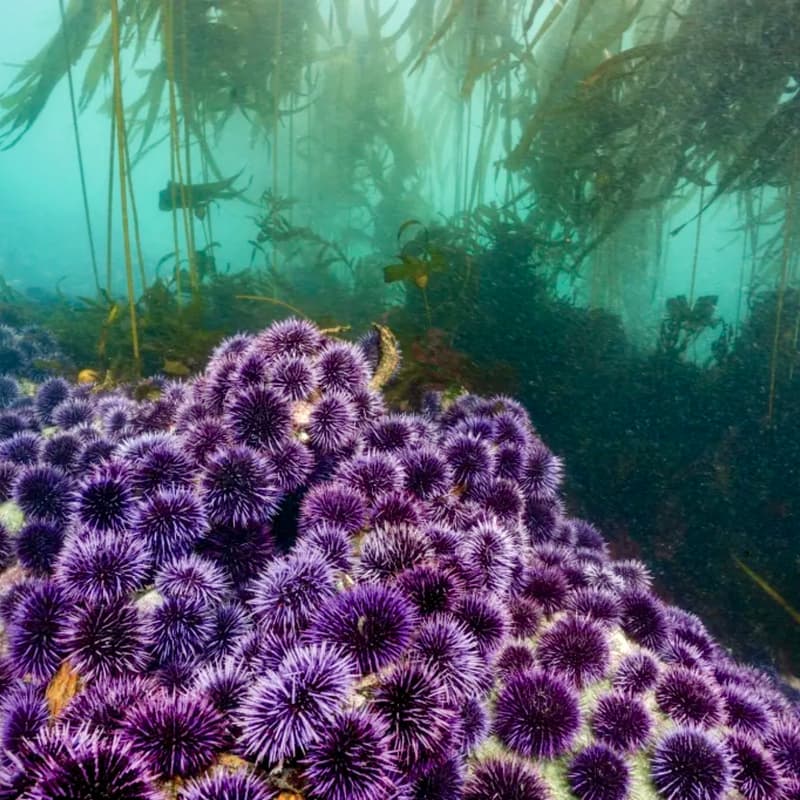 Cover Image for Kelp, Urchins, & the Right to Restore
