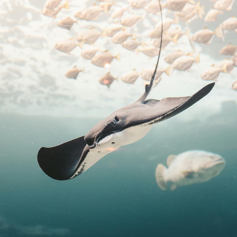 Cover Image for Young Ocean Leaders Reception