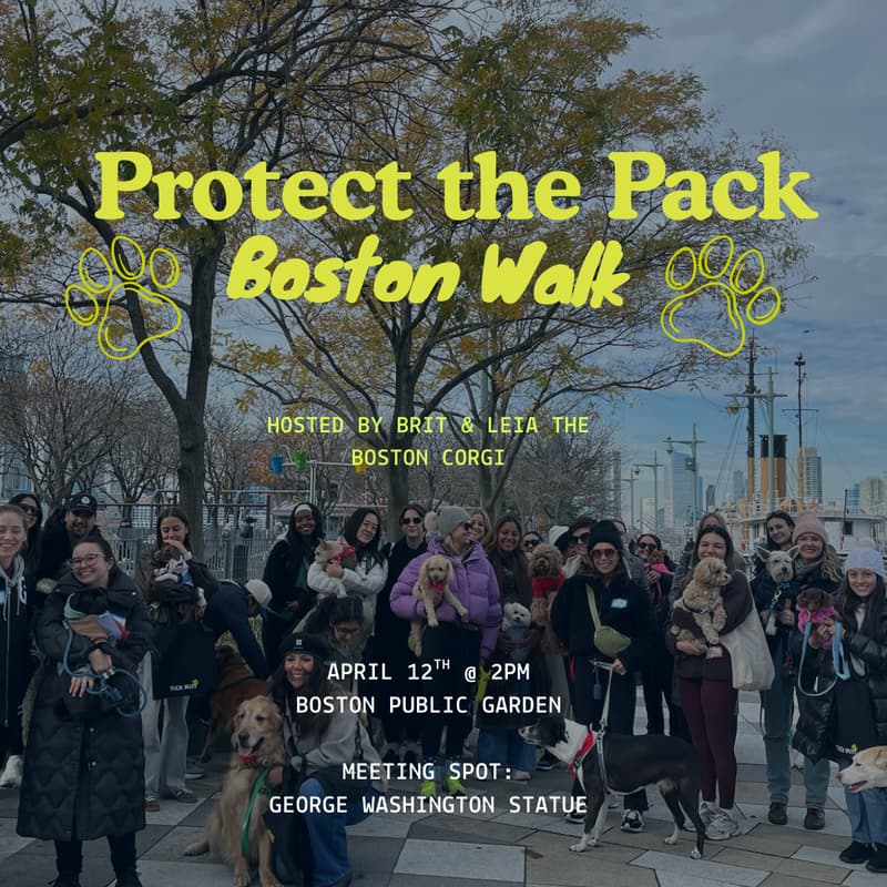 Cover Image for Protect the Pack Boston Dog Walk