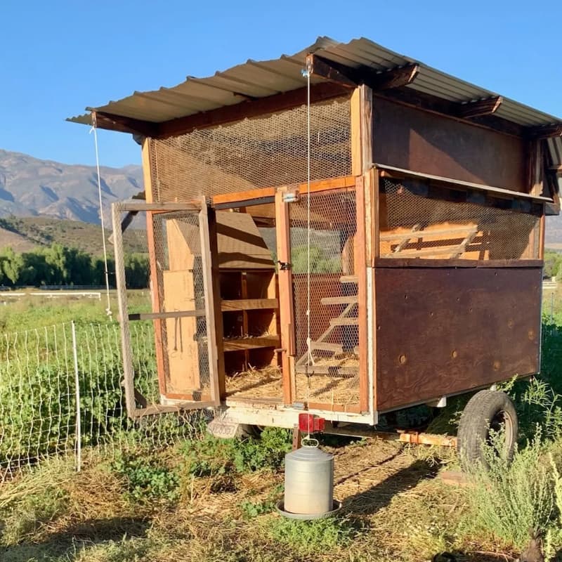 Cover Image for Backyard Chicken Care Workshop