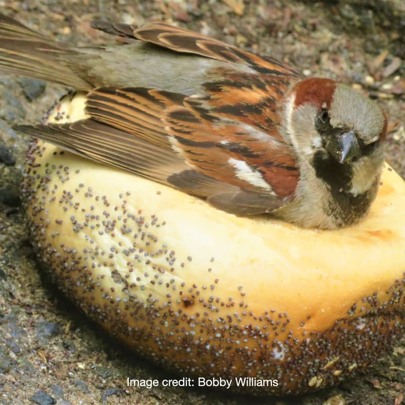 Cover Image for SFCW '26: Birding & Bagels Bonanza!