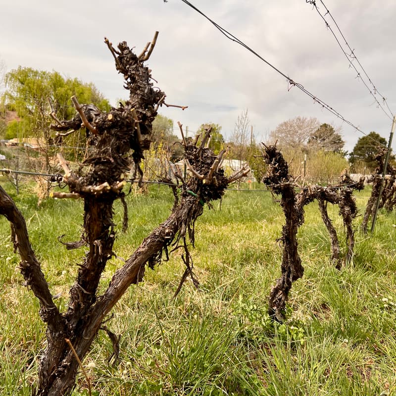 Cover Image for Grapevine Pruning Workshop + Work Party