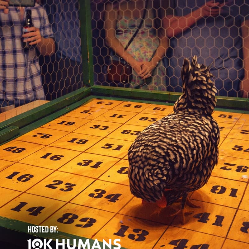 Cover Image for Chicken Shit Bingo
