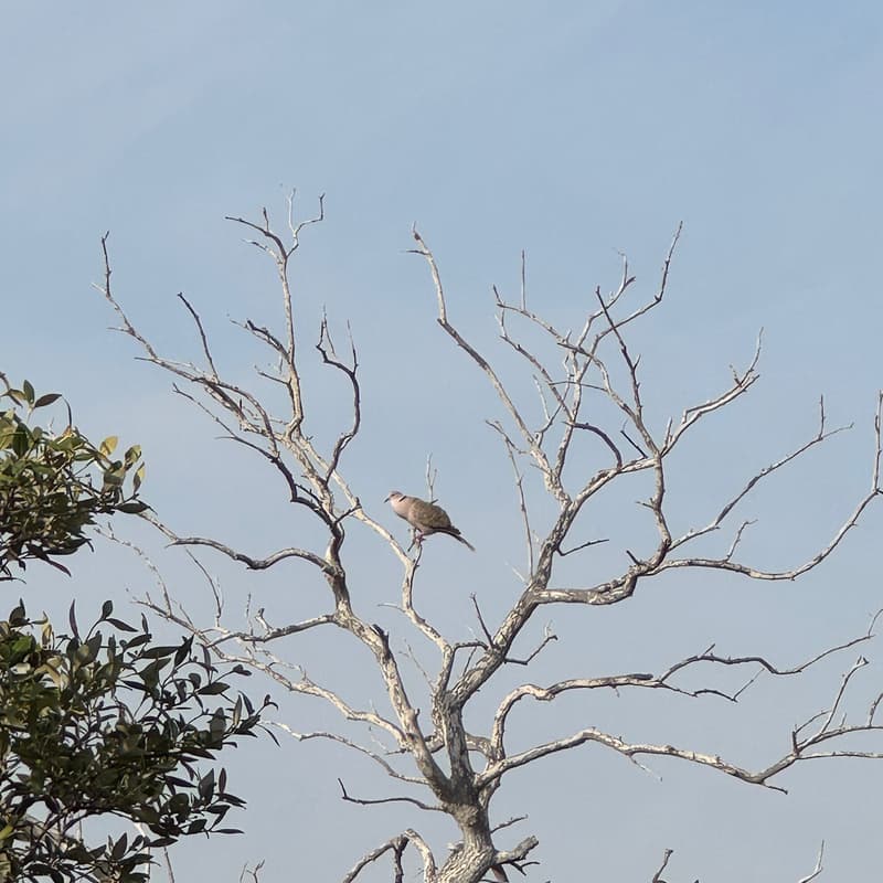 Cover Image for Nature on Saadiyat: A Guided Biodiversity Walk