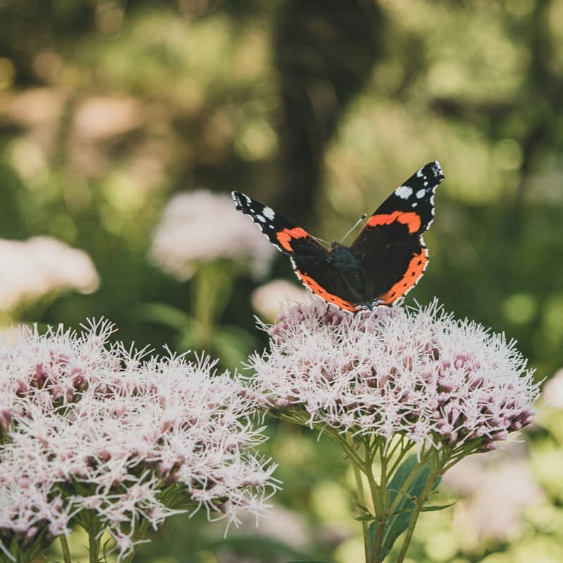 Cover Image for 7-Day Silent Residential Retreat, August 2026