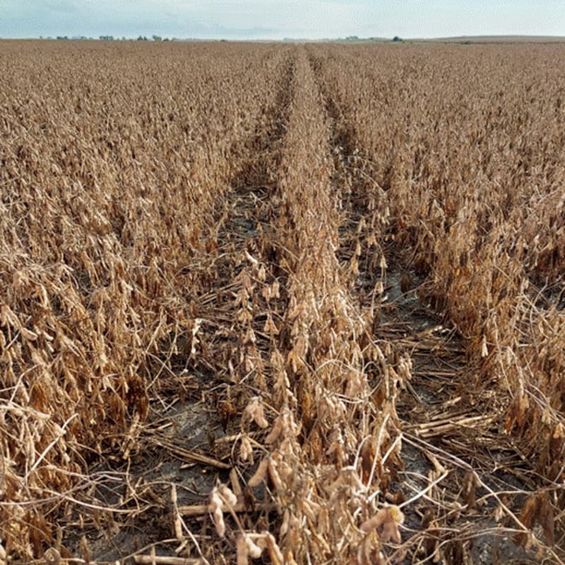 Cover Image for Topsoil Tuesday: Northern Corn Belt
