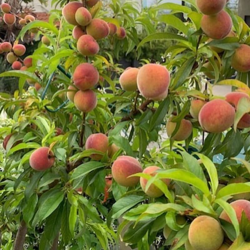 Cover Image for Fruit Trees + California Native Plants:  A Free Workshop with Orchard Expert Joanna Glovinsky