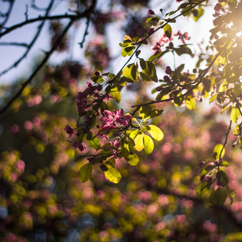 Cover Image for Commune: Renewal