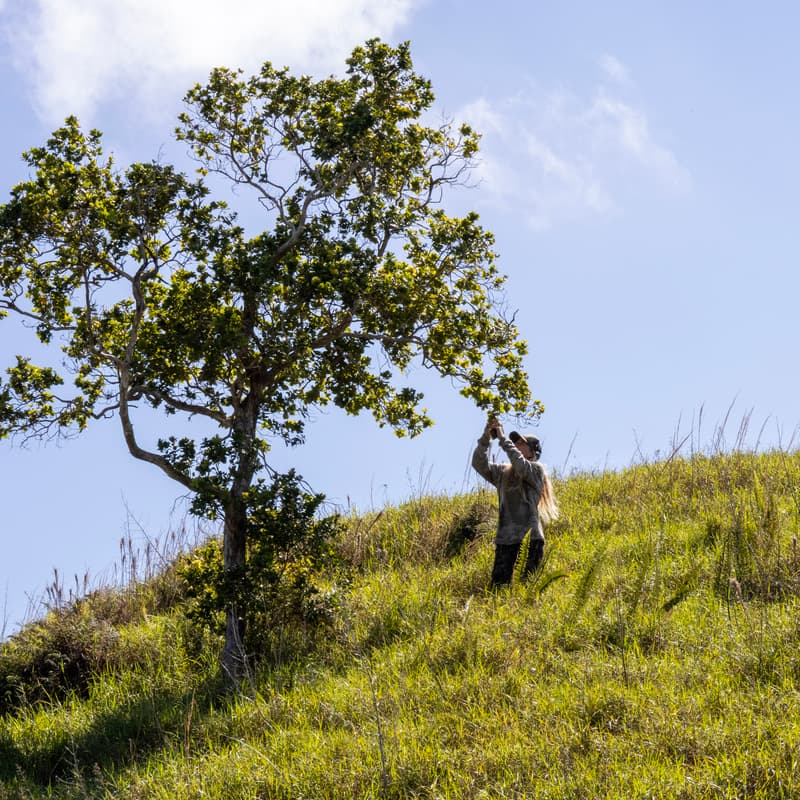 Cover Image for Native Forest Restoration Happy Hour 🌱| Terraformation