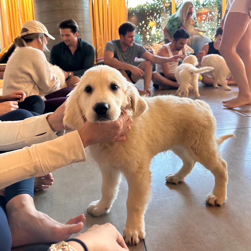 Cover Image for Pawsitive Vibes Puppy Yoga