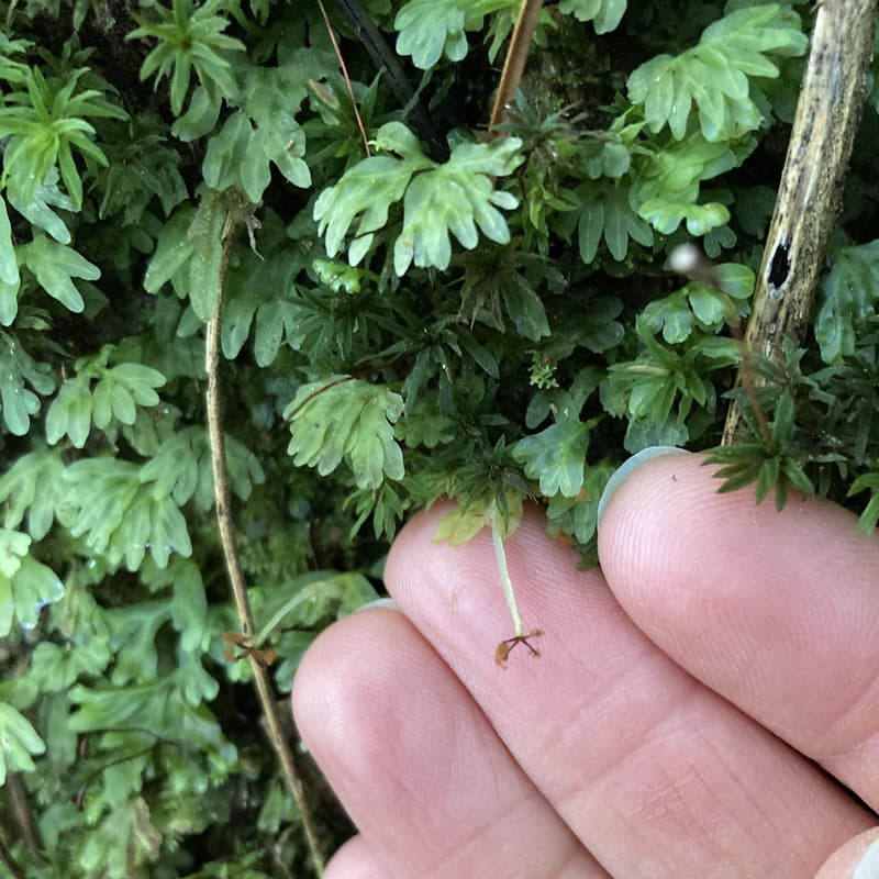 Cover Image for Introduction to iNaturalist