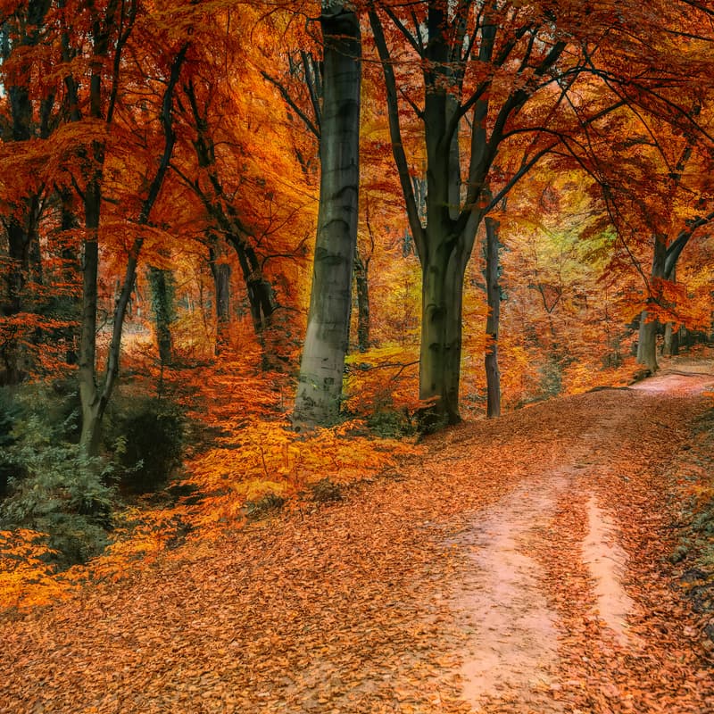 Cover Image for Autumn walk