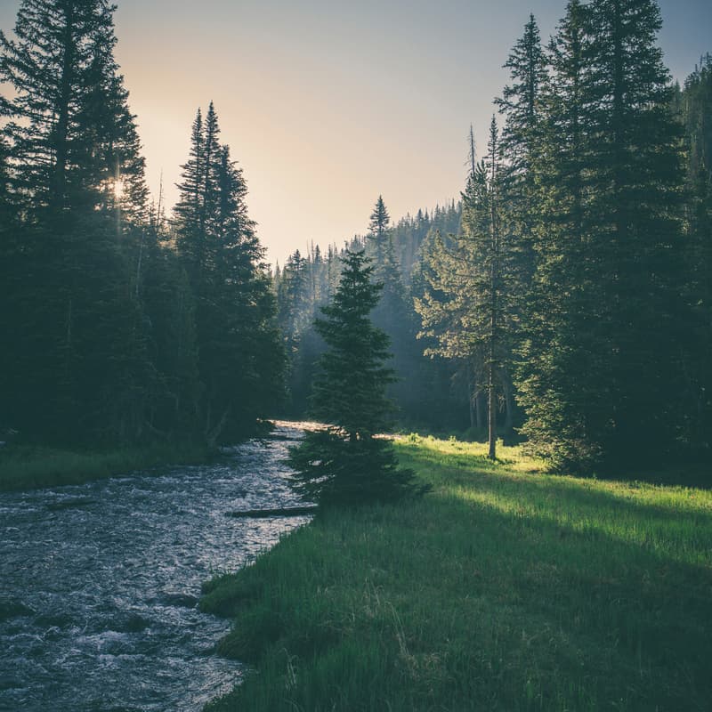 Cover Image for "Stacked Benefits" Field Tour with American Forest Foundation