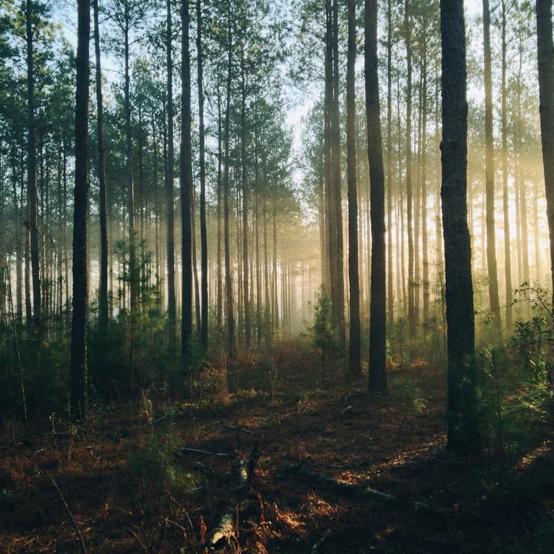 Cover Image for Outdoor Workshop: Natural Inspiration for your Sustainability Career Path (Urban Nature Day #2)