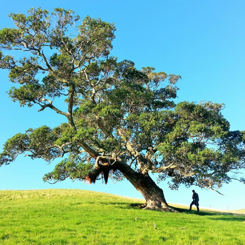 Cover Image for Bio Networking Hike: Pearson-Arastradero Preserve