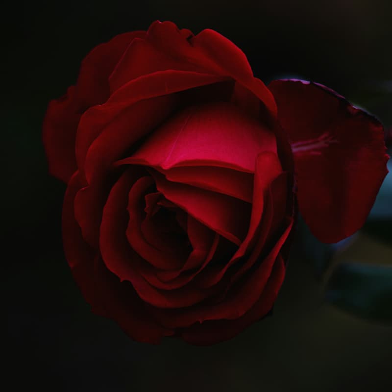 Cover Image for Venus Rose Autumn Retreat