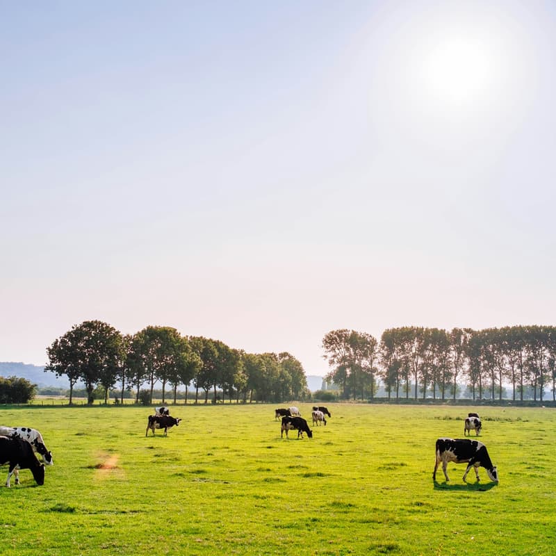 Cover Image for Session II: Moo’ving dairy forward: an ecosystem approach for emission reductions