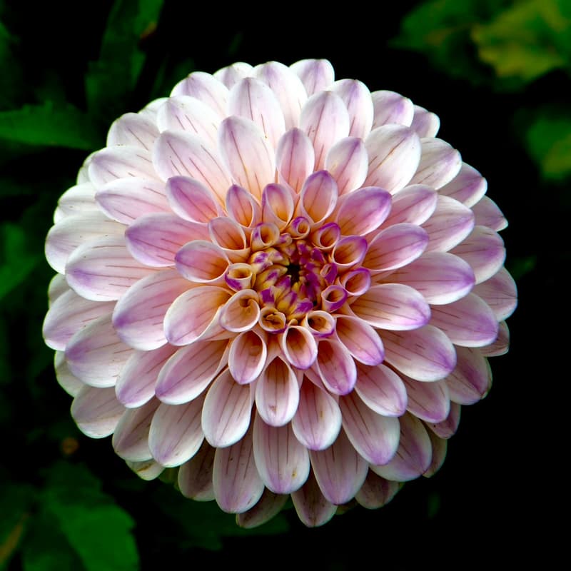 Cover Image for The Art of Floral Arrangement