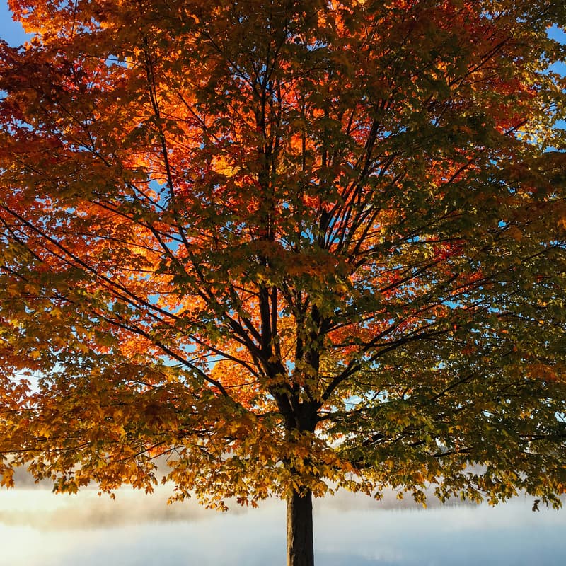 Cover Image for Annie Zhang's Memorial Tree Planting
