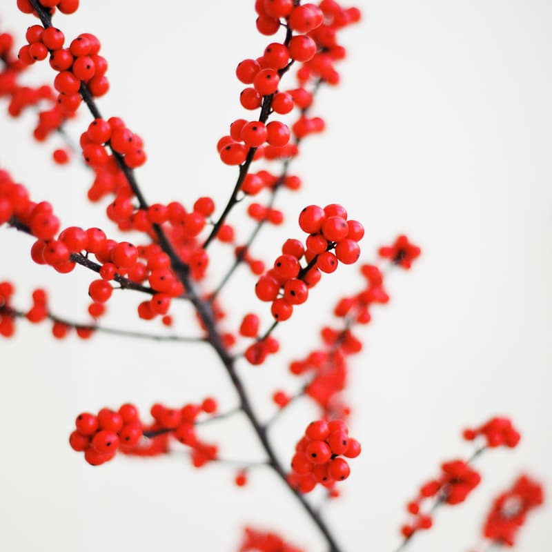 Cover Image for Dec - Legal Ops Monthly Virtual Connect - Holiday Bash!