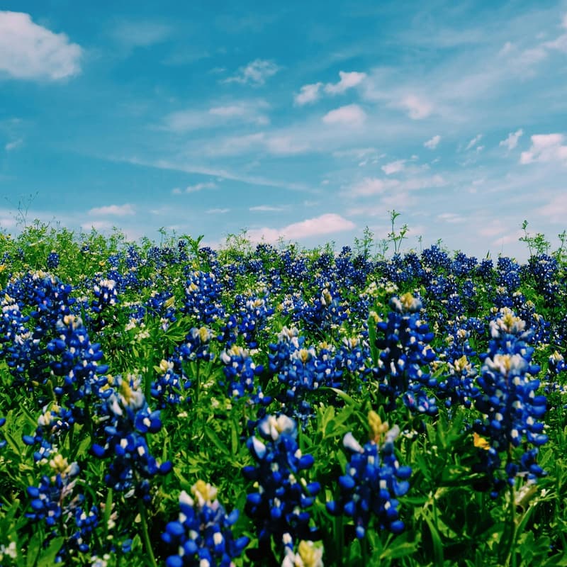 Cover Image for City Nature Challenge