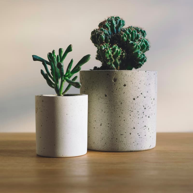 Cover Image for 🌱Therapist Plant Swap | Boxyard RTP