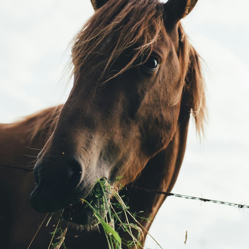 Cover Image for Monke Horsemen