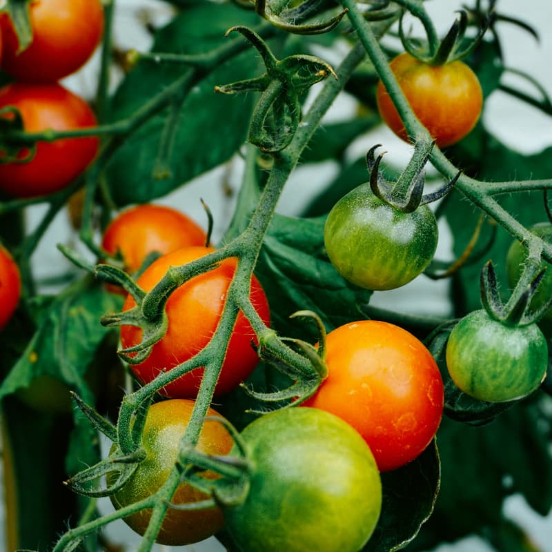 Cover Image for Farm & Mingle: Connecting Through Food