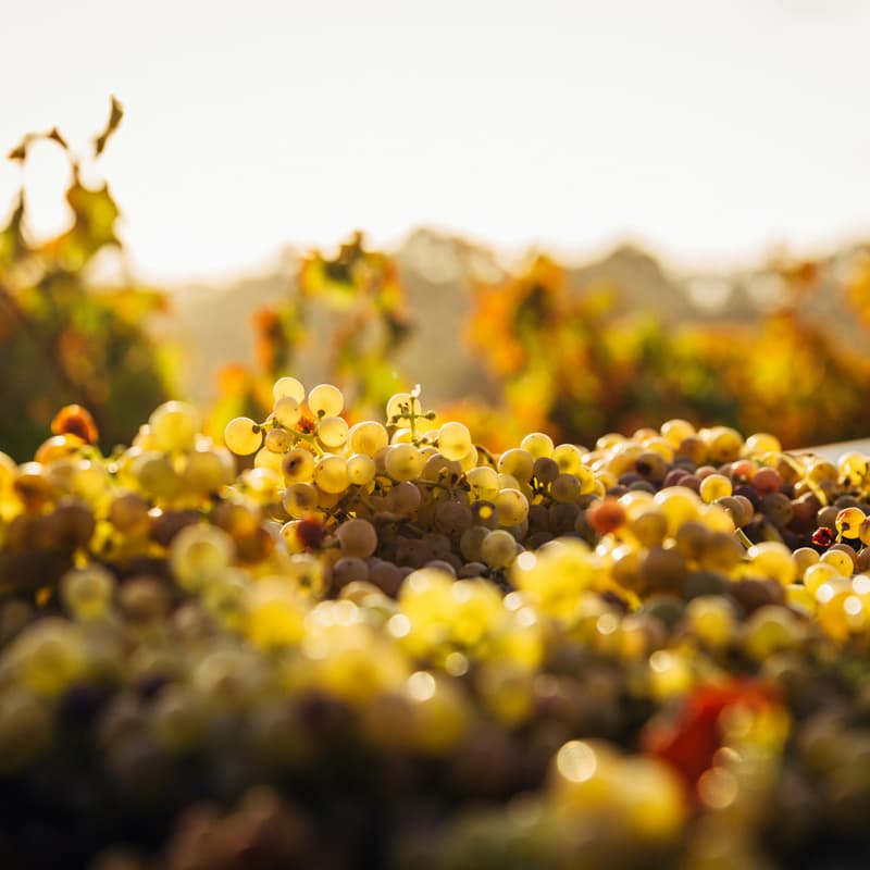 Cover Image for The Cognitive Vineyard Project