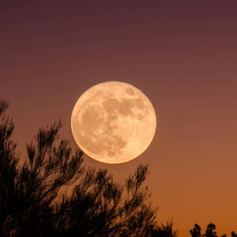 Cover Image for Pink Full Moon Walk
