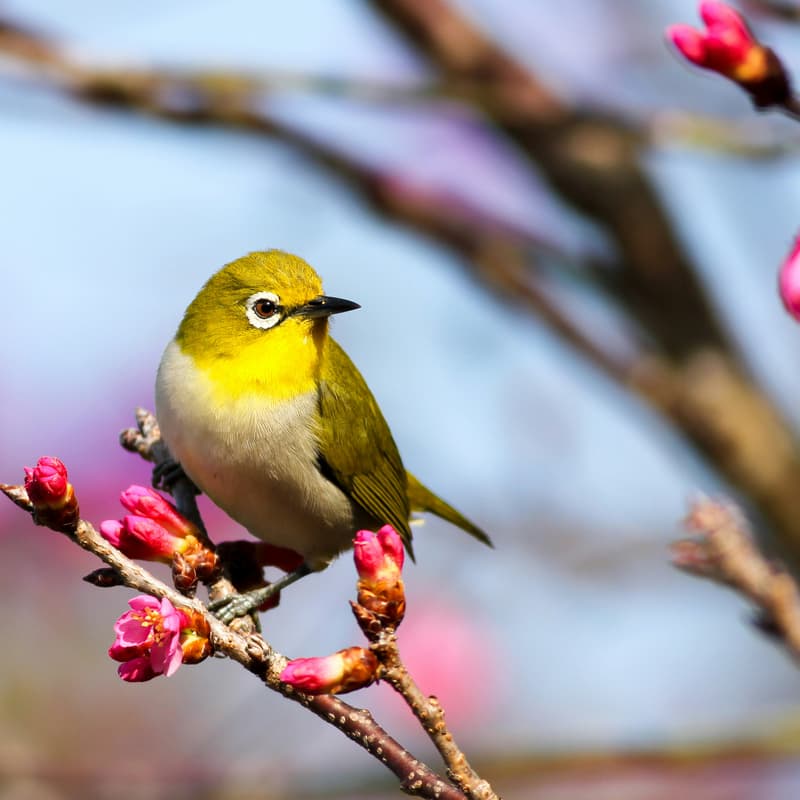 Cover Image for Gardening for the Birds