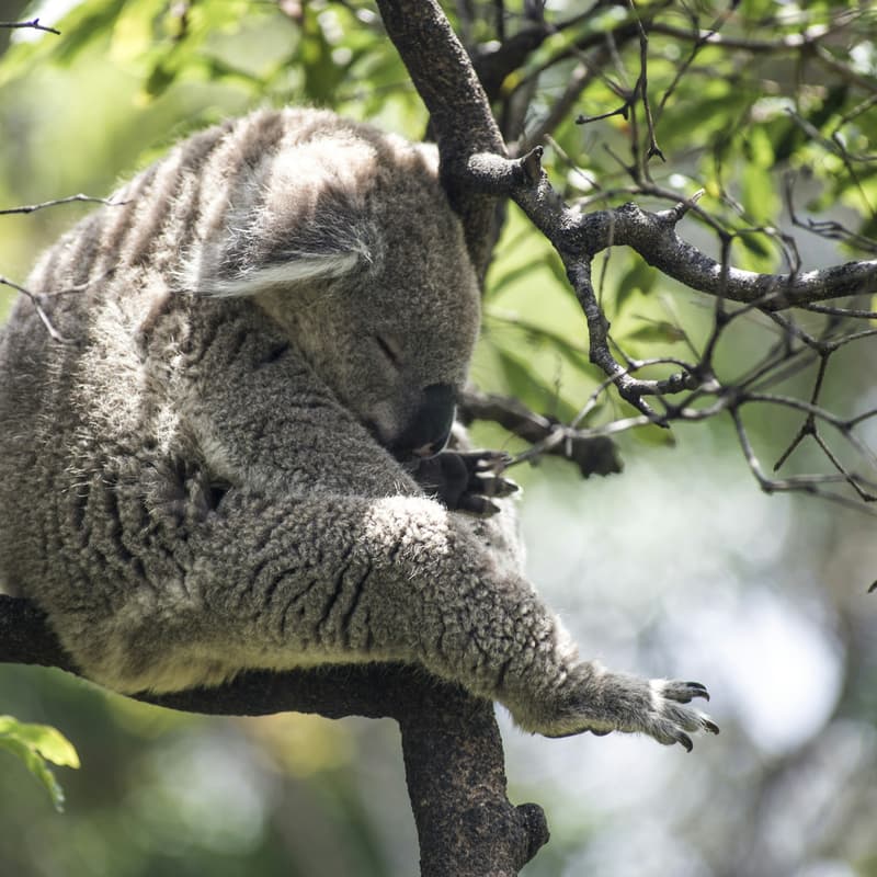 Cover Image for January online meet up - PauseAI Australia