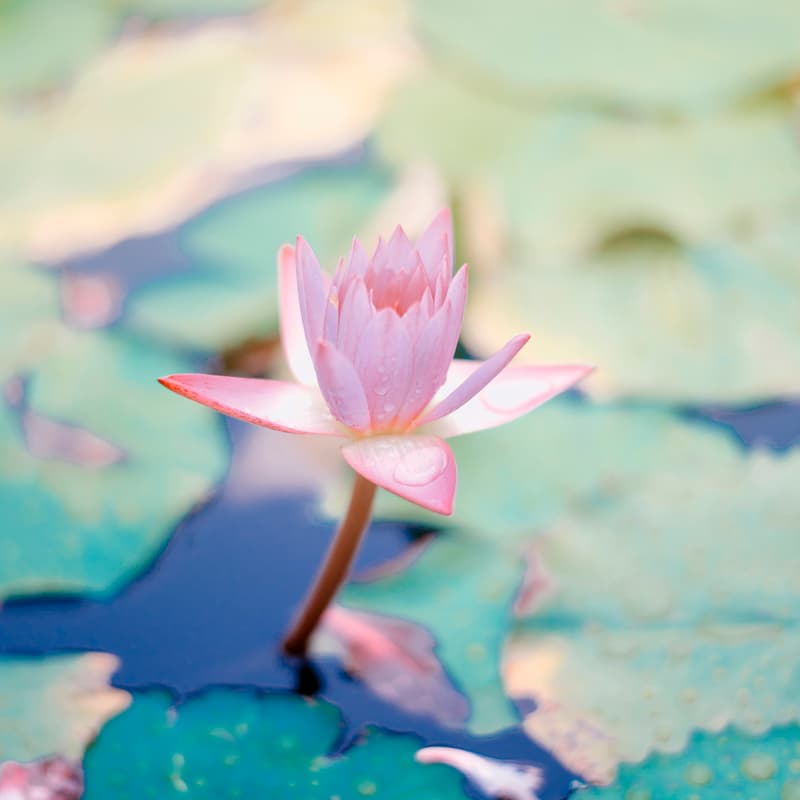 Cover Image for Building a personal spiritual practice with Michael McCord (SF Zen Center) – Part III
