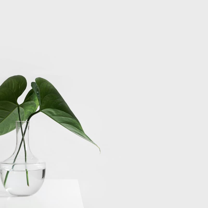 Cover Image for Indoor Plants Meetup