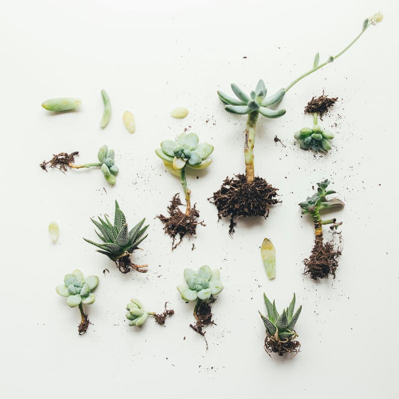 Cover Image for Succulent Snips & Sips