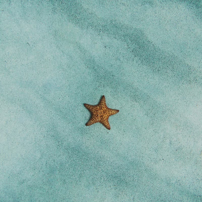 Cover Image for Splash & Sustain: Sea Dreamers Honolulu Meet-up
