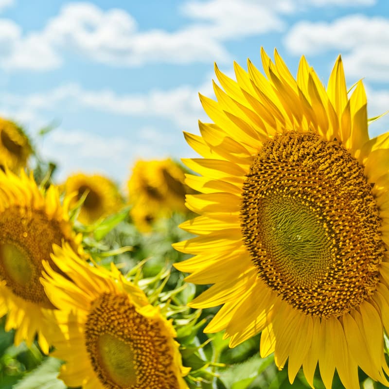 Cover Image for Always ON - Summer Solstice Pause