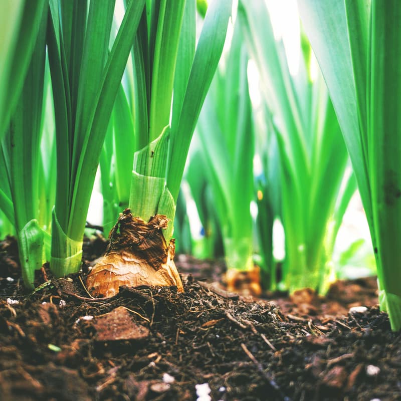 Cover Image for Bioeconomy: Pathways to Sustainable Future