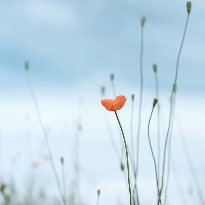 Cover Image for The Possibility Session #1: An Intentional Reset