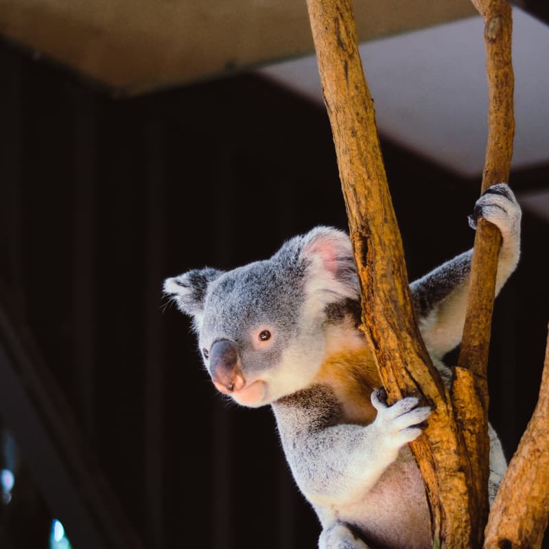 Cover Image for PauseAI Australia - March online meetup