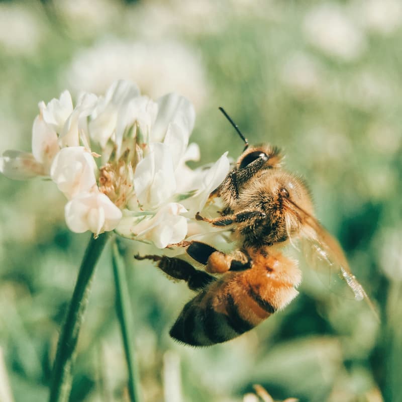 Cover Image for "Saving the Bees": an Event with Nynke Blömer