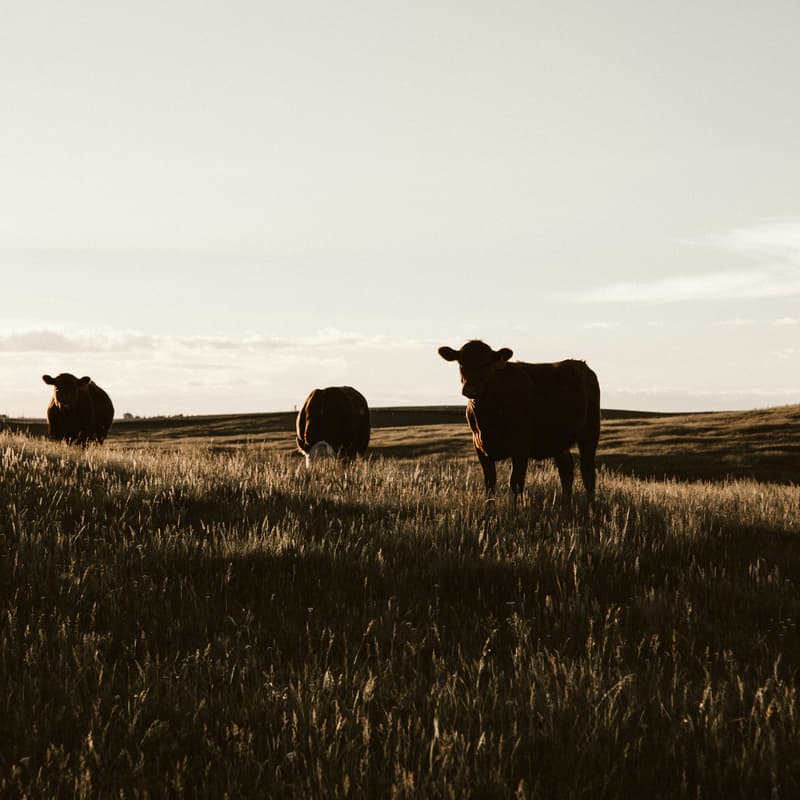 Cover Image for Radically Traditional: A Conversation with Stephanie Stuckey and Will Harris of White Oak Pastures