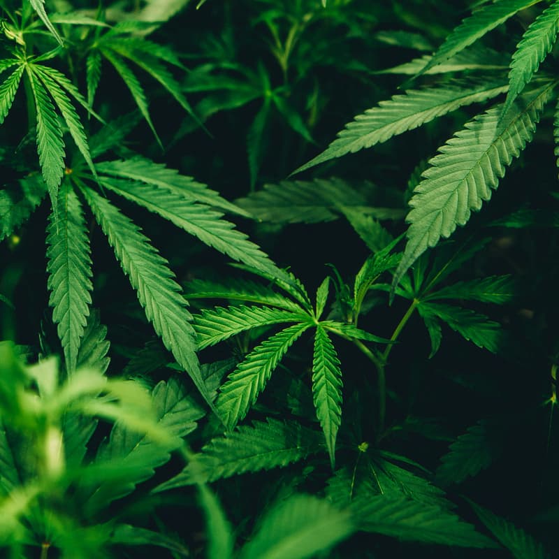 Cover Image for Cannabis 101