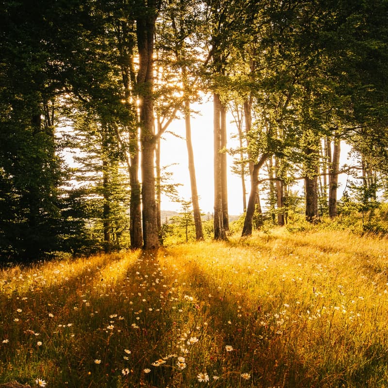 Cover Image for Magic Hour Sound Bath & Potluck