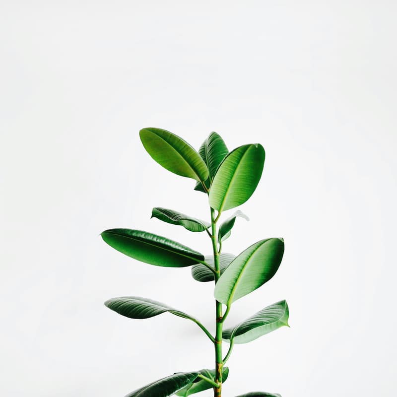Cover Image for Themed Social - Plant Based Unis x EA