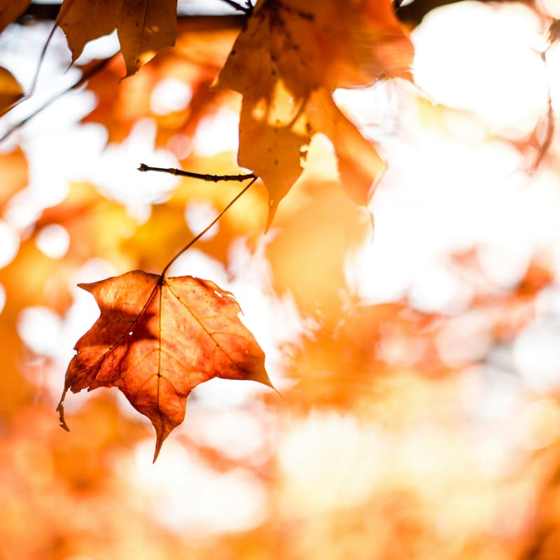 Cover Image for Pause Together November