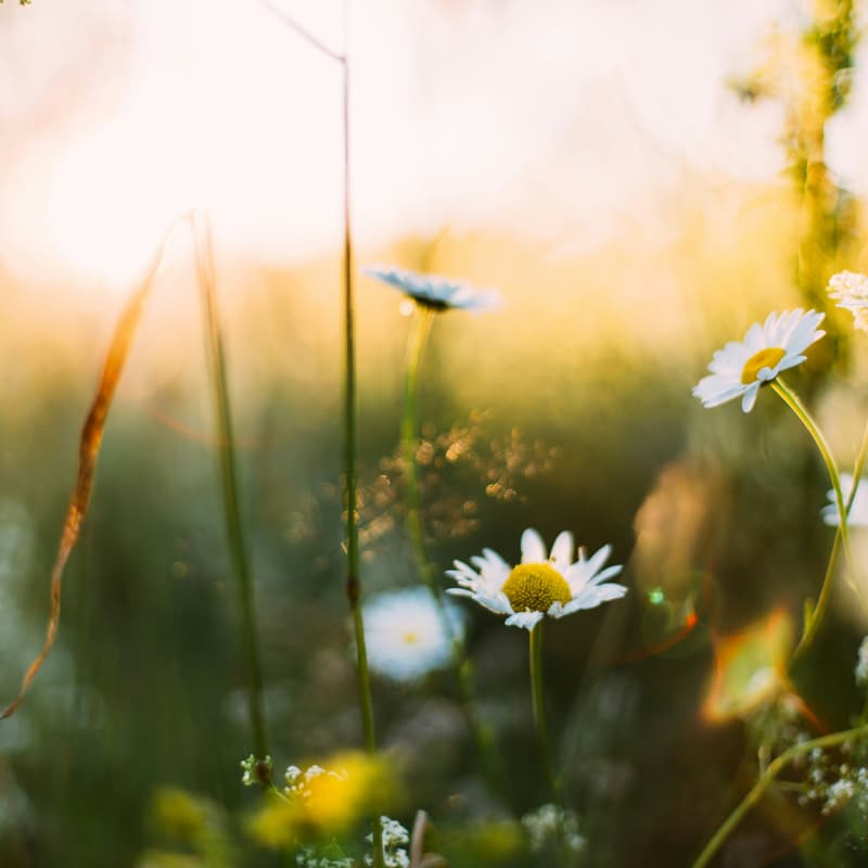 Cover Image for Cork Mindfulness Exploration and Connection Morning